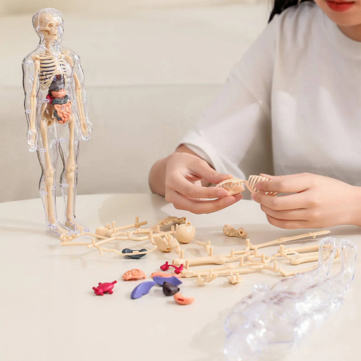 Educational Human Anatomy Model Toy